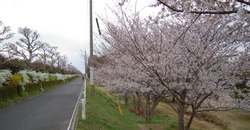 DSCN4343sakura.JPG
