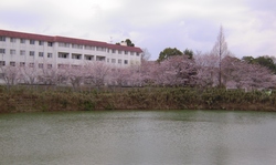 DSCN4358sakura.JPG