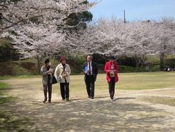 sakuea-4.jpg