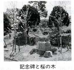 sakura-4-1.jpg